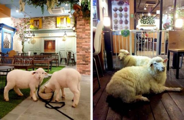Life In South Korea (23 pics)