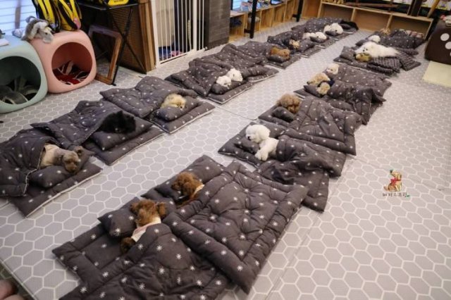 Life In South Korea (23 pics)