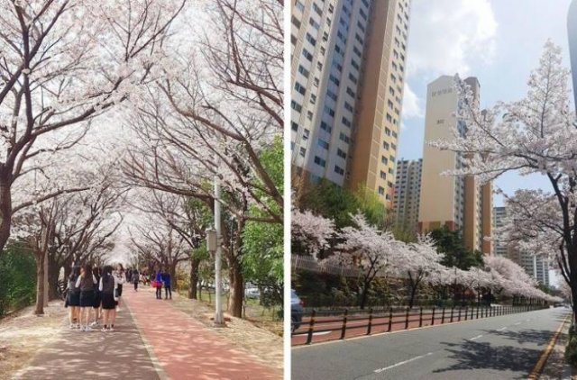 Life In South Korea (23 pics)