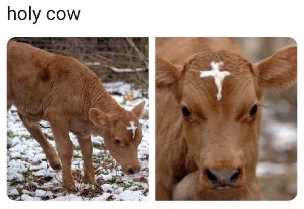 Jesus Memes (33 pics)