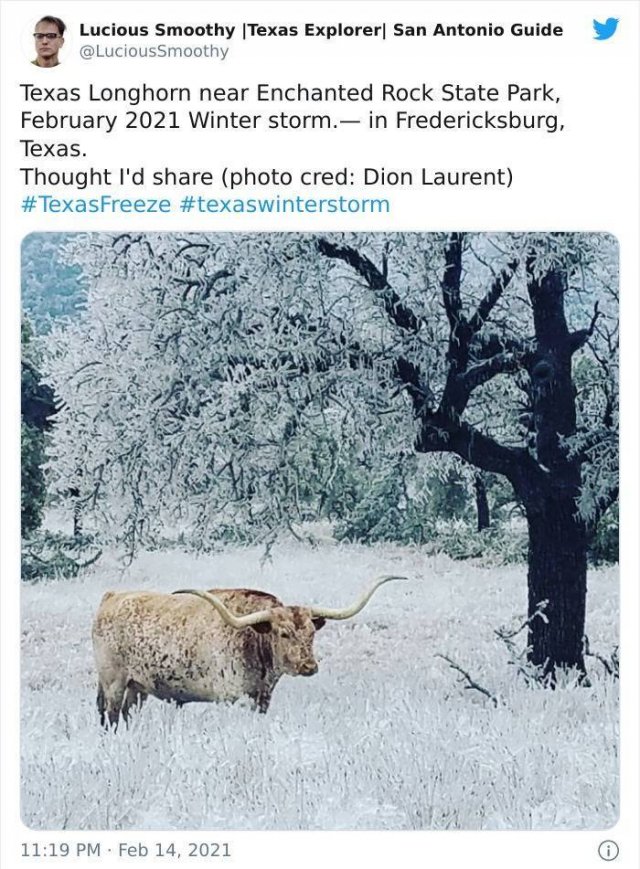 Texas Is Fighting With The Coldest Winter In Over 30 Years (39 pics)