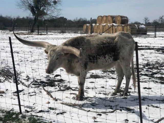 Texas Is Fighting With The Coldest Winter In Over 30 Years (39 pics)