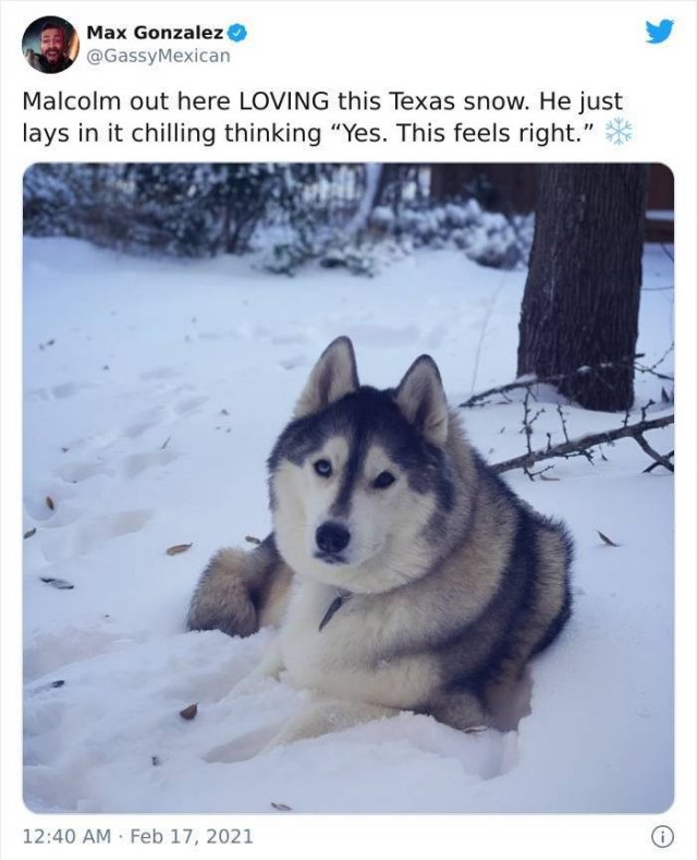 Texas Is Fighting With The Coldest Winter In Over 30 Years (39 pics)