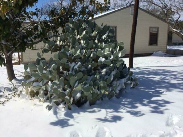 Texas Is Fighting With The Coldest Winter In Over 30 Years (39 pics)