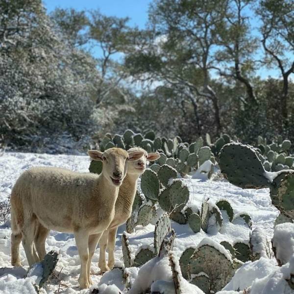 Texas Is Fighting With The Coldest Winter In Over 30 Years (39 pics)