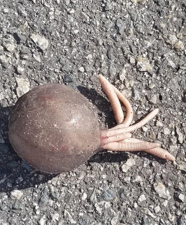 What Are These Things For? (21 pics)