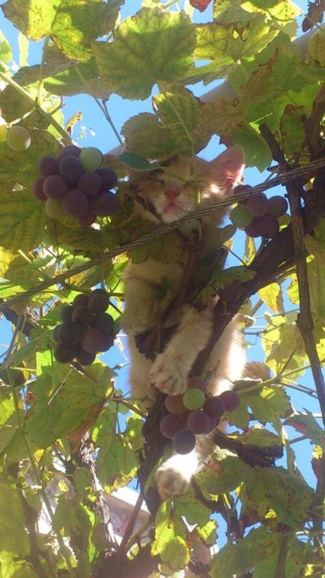 Acid Picdump 1 (87 pics)