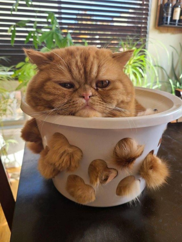 Acid Picdump 2 (59 pics)