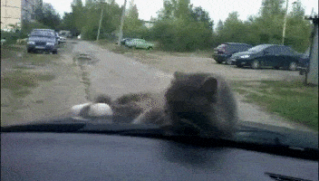 Acid Gifdump, February 22 (25 gifs)