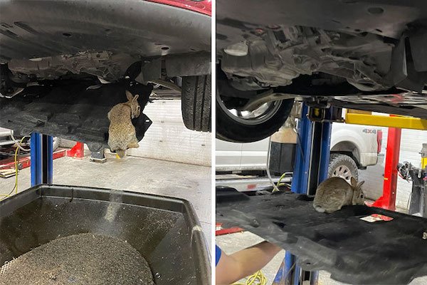 Car Mechanic Situations (29 pics)