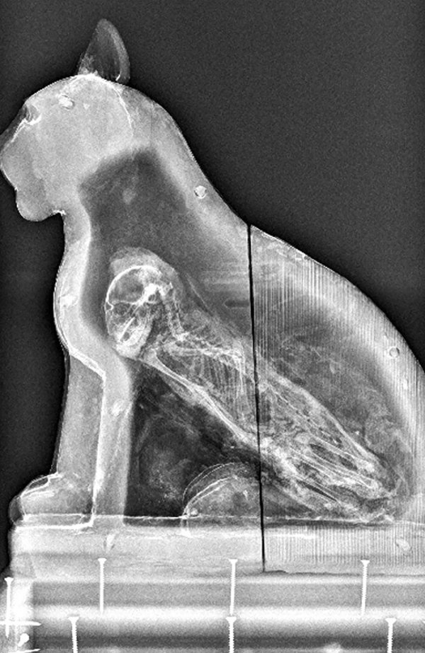 Things Under X-Rays (24 pics)