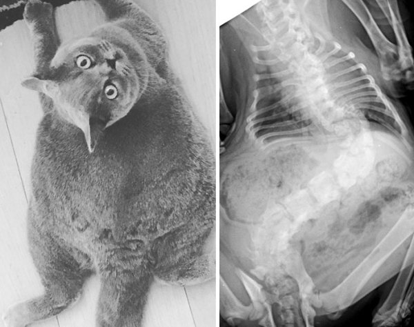 Things Under X-Rays (24 pics)