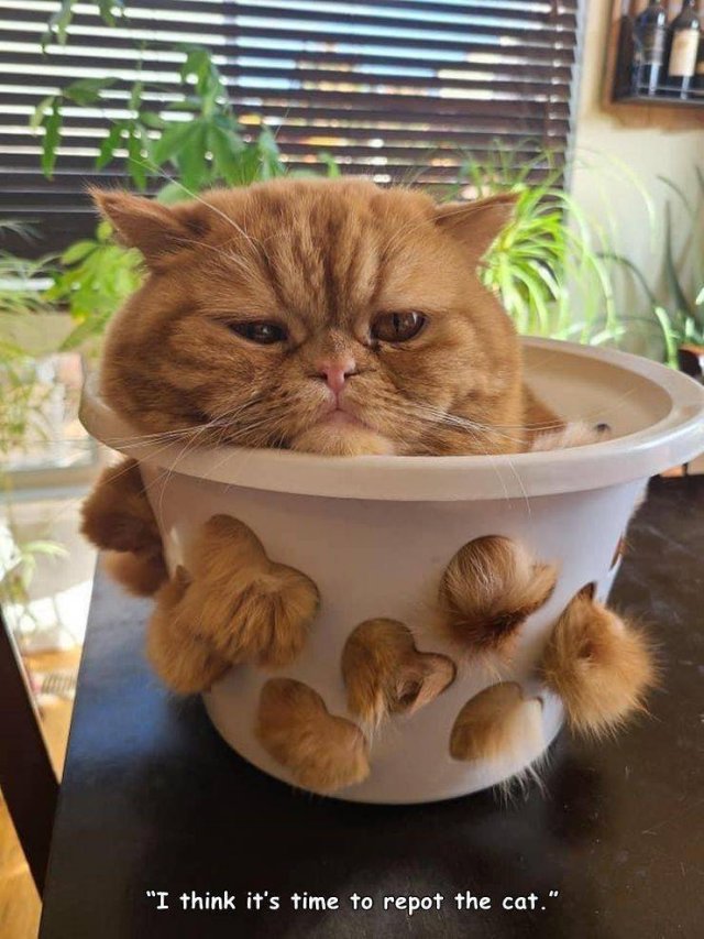 Acid Picdump 2 (91 pics)