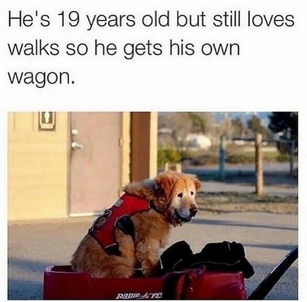 Wholesome Stories (42 pics)