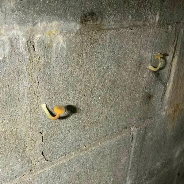 Home Inspectors Finds (38 pics)