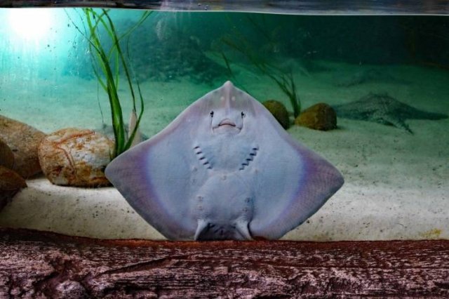 Acid Picdump 1 (84 pics)