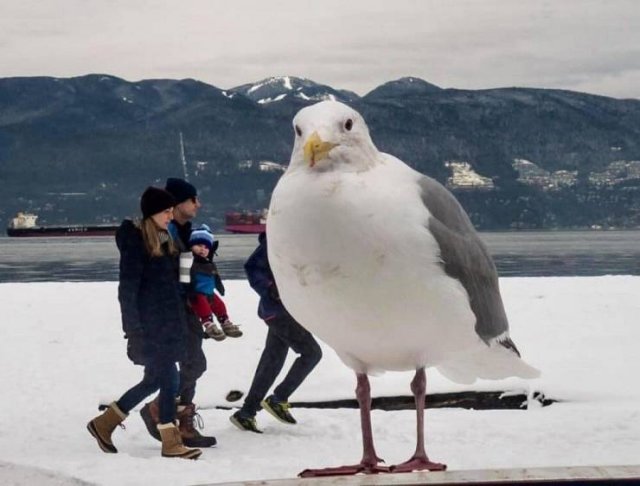 Acid Picdump 1 (84 pics)
