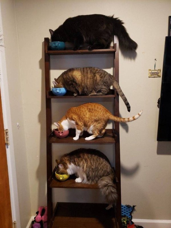 Hilarious Cats (29 pics)