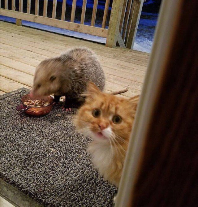 Acid Picdump 1 (93 pics)