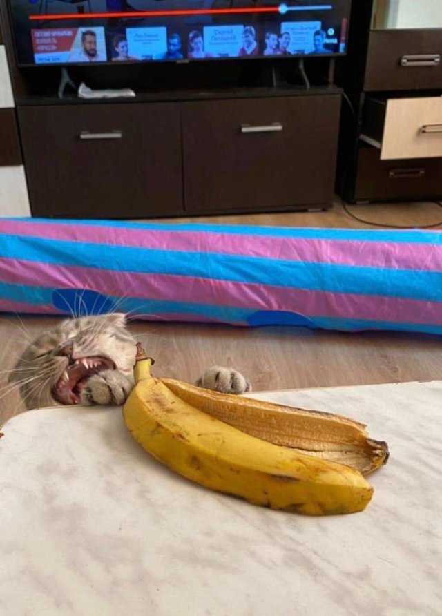 Acid Picdump 2 (88 pics)