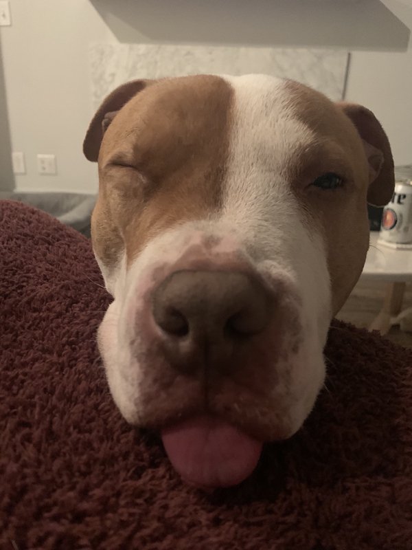 These Dogs Are Broken (29 pics)