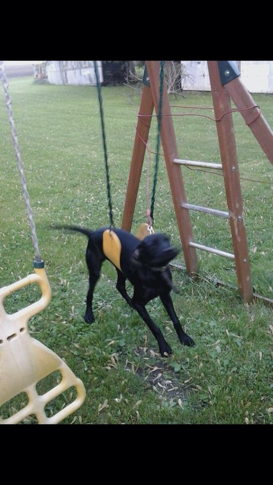 These Dogs Are Broken (29 pics)