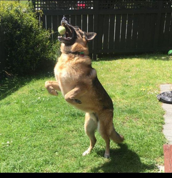 These Dogs Are Broken (29 pics)