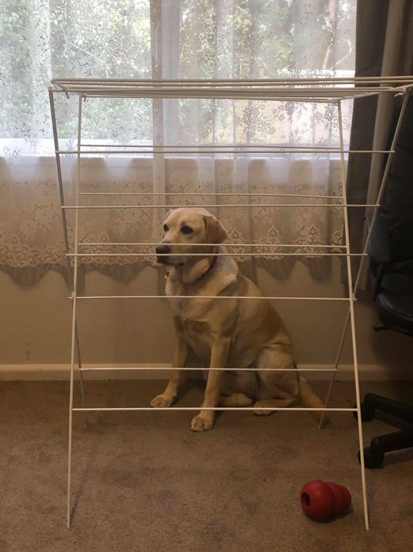These Dogs Are Broken (29 pics)