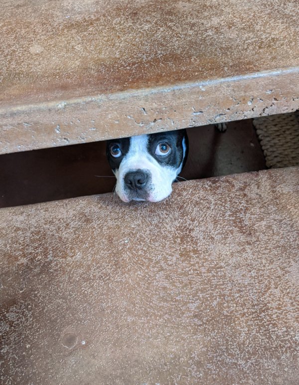 These Dogs Are Broken (29 pics)