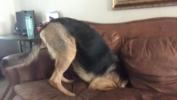 These Dogs Are Broken (29 pics)