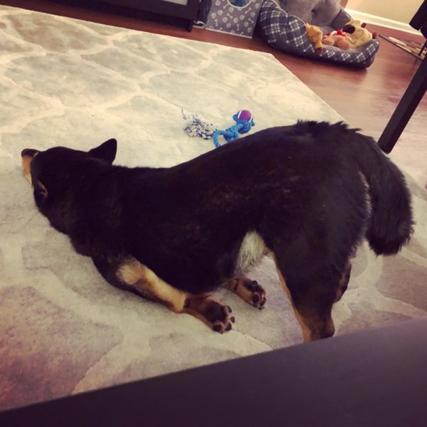 These Dogs Are Broken (29 pics)