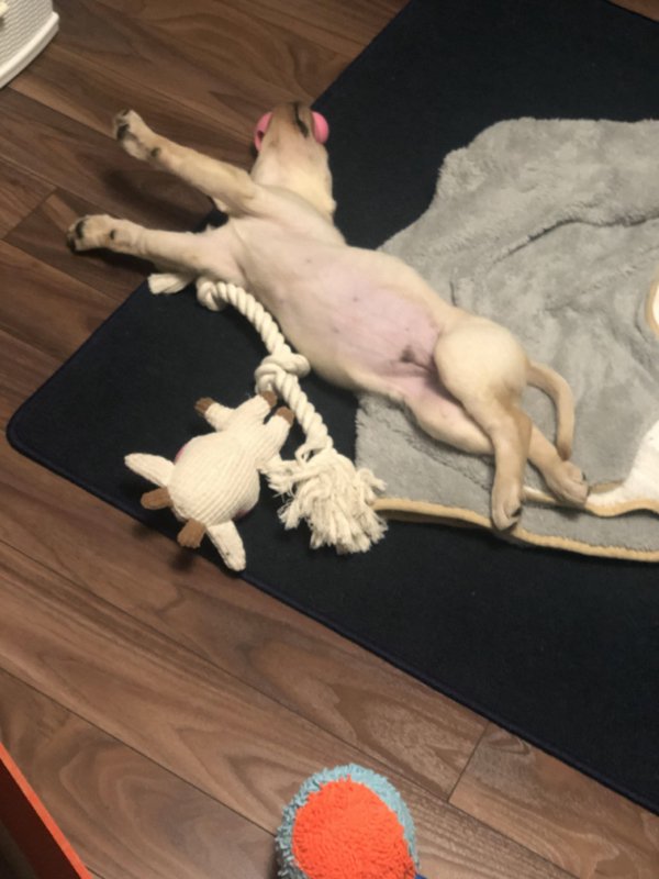 These Dogs Are Broken (29 pics)