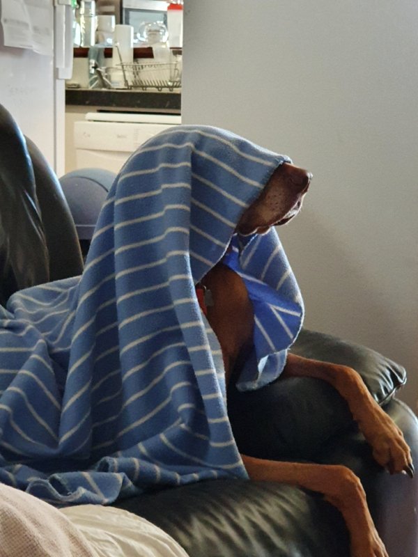 These Dogs Are Broken (29 pics)