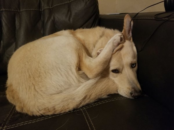 These Dogs Are Broken (29 pics)
