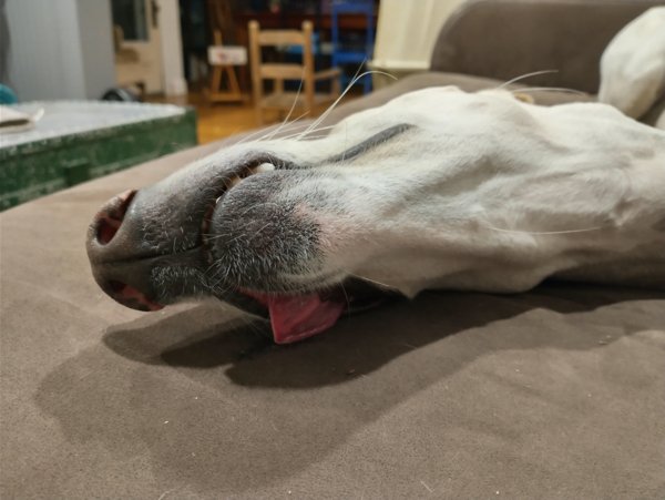 These Dogs Are Broken (29 pics)