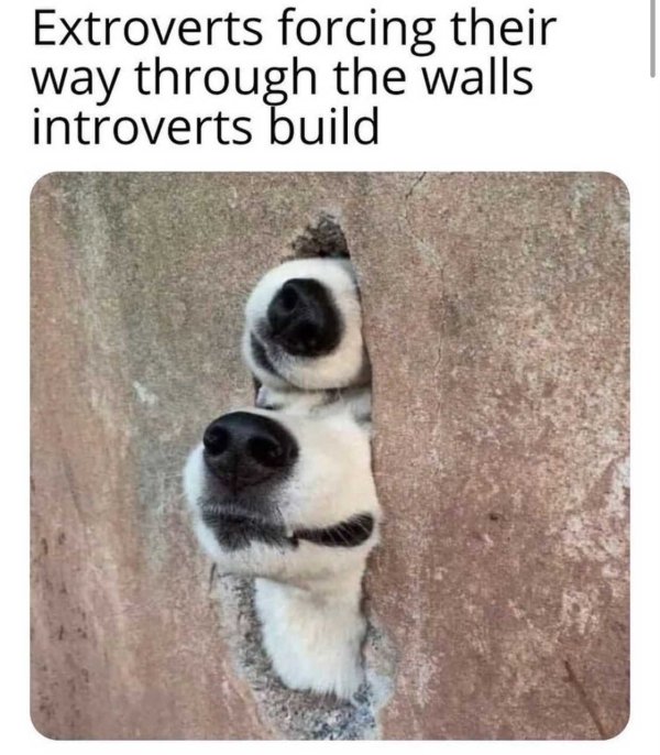 Introvert Memes (33 pics)