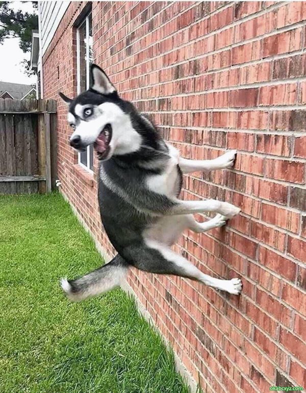 These Dogs Are Broken (29 pics)