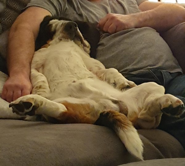 These Dogs Are Broken (29 pics)