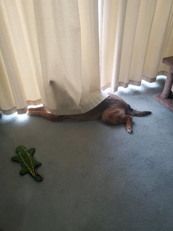 These Dogs Are Broken (29 pics)