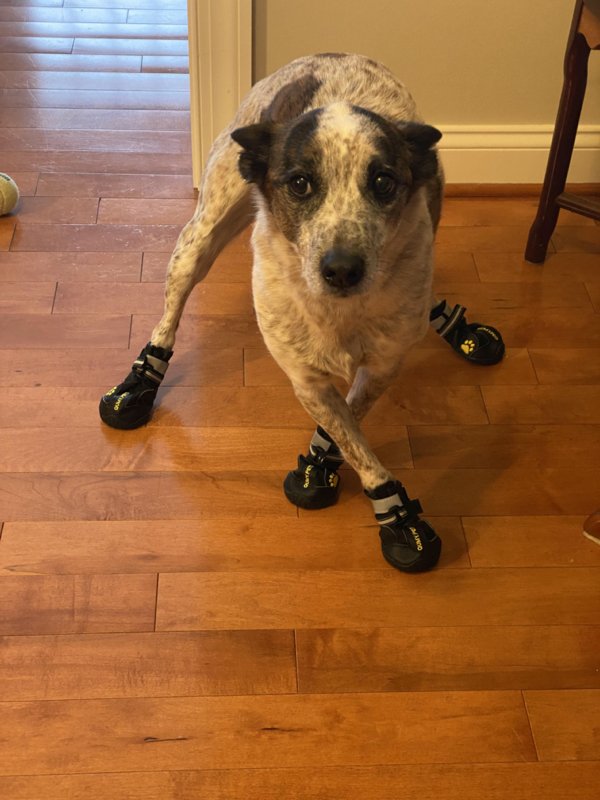 These Dogs Are Broken (29 pics)