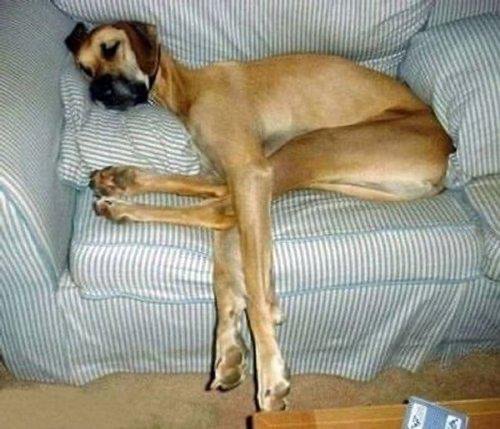 These Dogs Are Broken (29 pics)