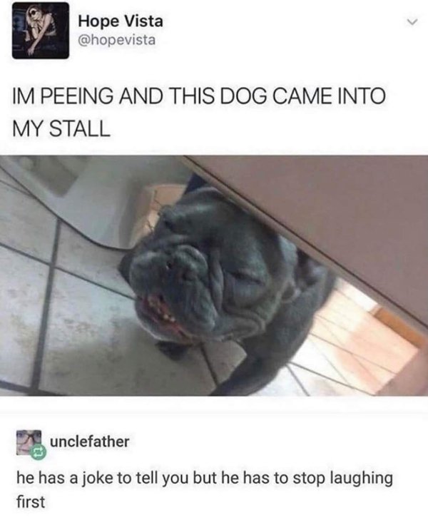 These Dogs Are Broken (29 pics)