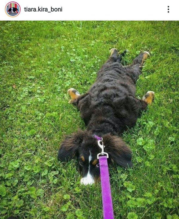 These Dogs Are Broken (29 pics)