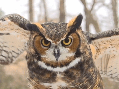 Acid Gifdump, March 1 (25 gifs)