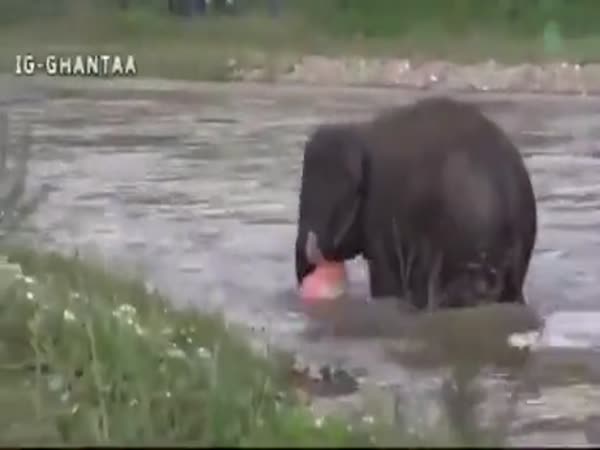 The Elephant Runs To Save The Human
