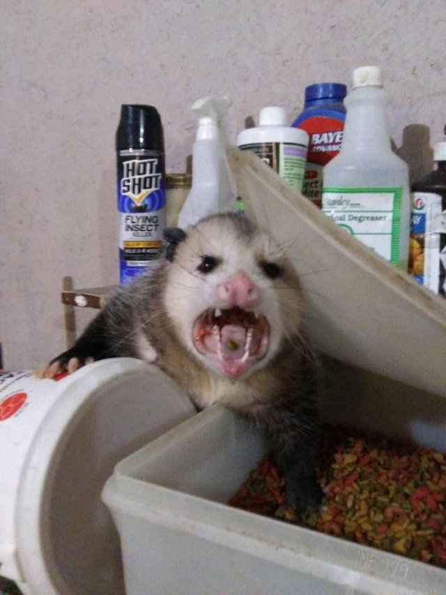 Acid Picdump 1 (93 pics)