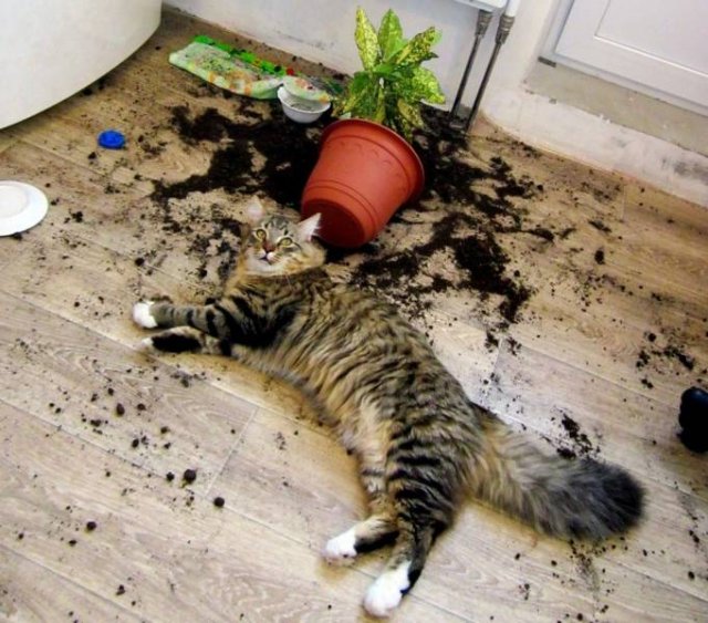 Acid Picdump 1 (93 pics)