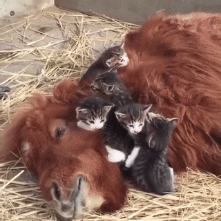 Acid Gifdump, March 2 (25 gifs)