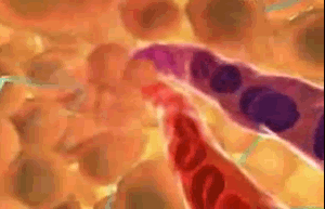 Human Body Facts (17 pics)