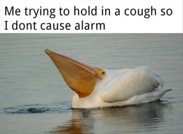 Random Funny Memes (76 pics)